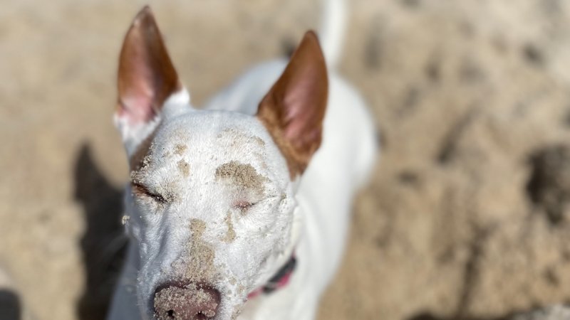 Solo dog walk near Albert Park Lake