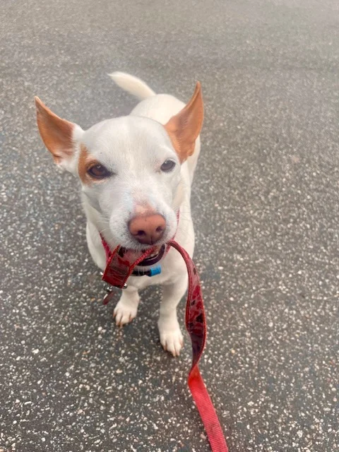 Loose-lead solo walk in South Melbourne