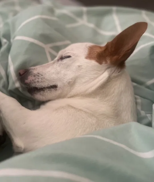 Small dog napping under a doona on our bed
