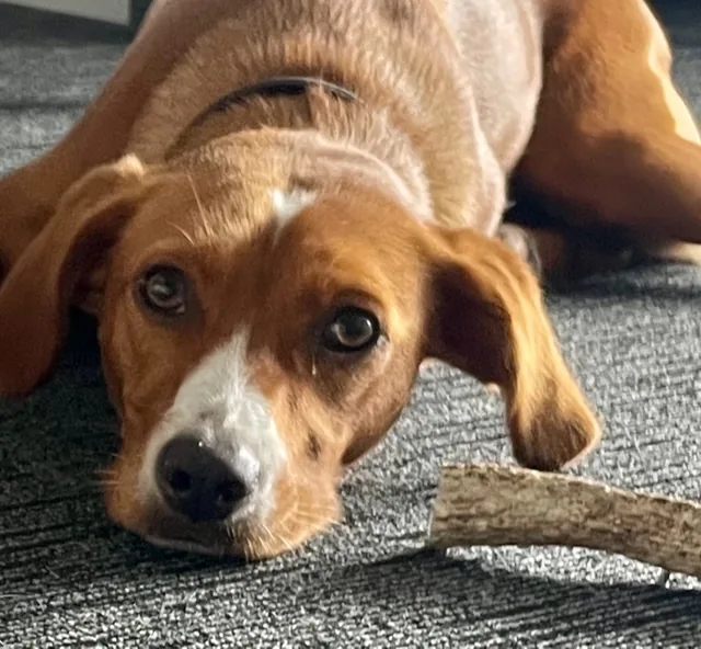 Close-up of a relaxed brown dog with chew