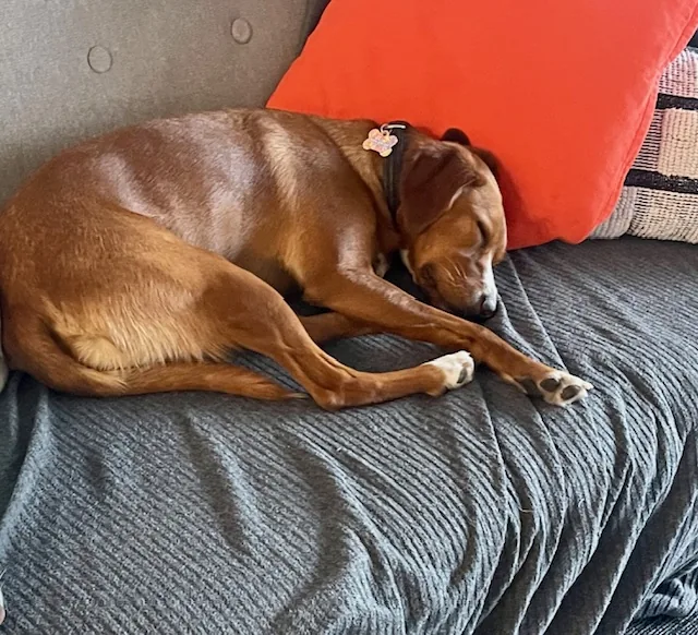 Brown pup asleep on the sofa during boarding