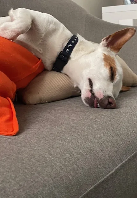 Jack Russell snoozing upside down on cushions