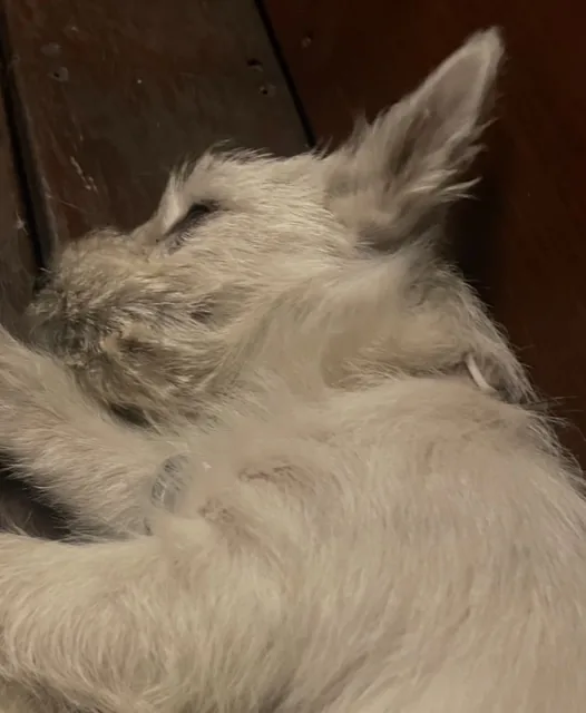 Scruffy white pup dozing after enrichment play