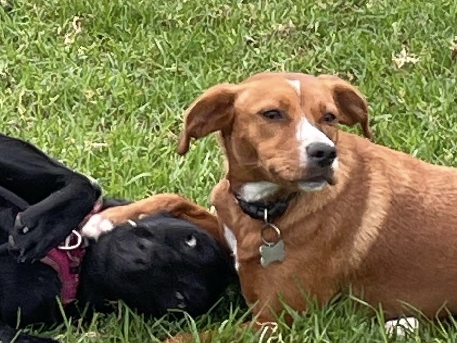 Two dogs playing on the grass