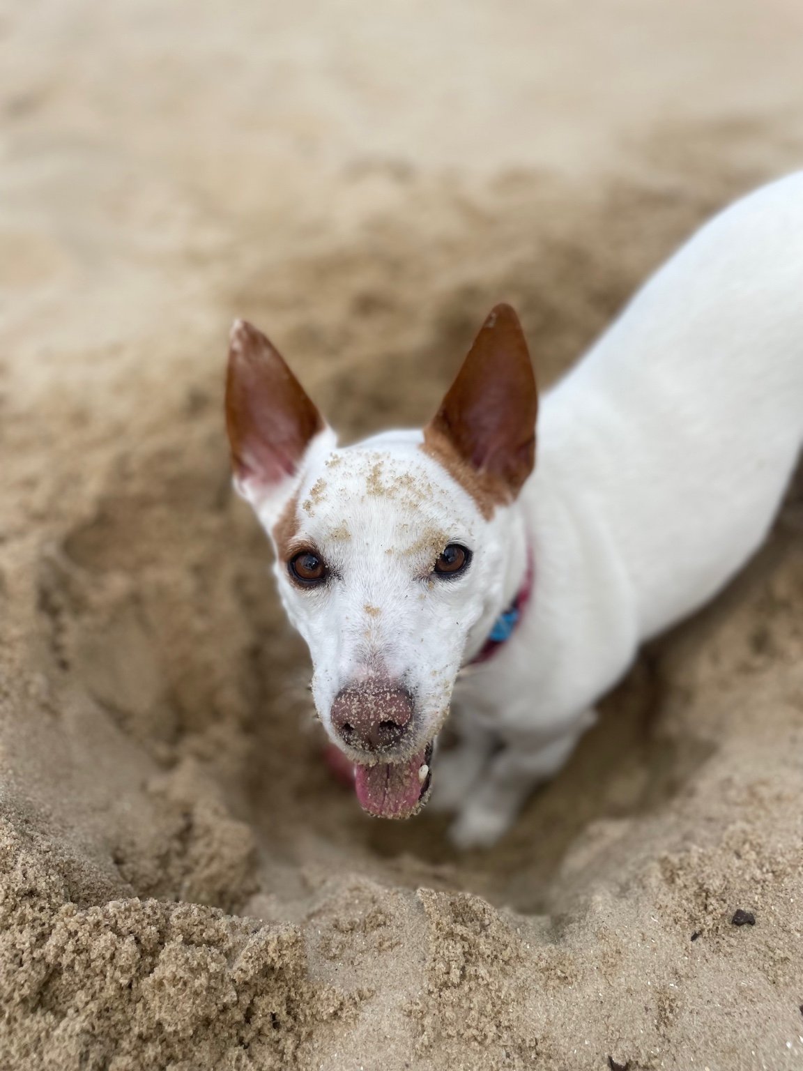 Happy dog playing on the Port Melbourne foreshore during a solo walk
