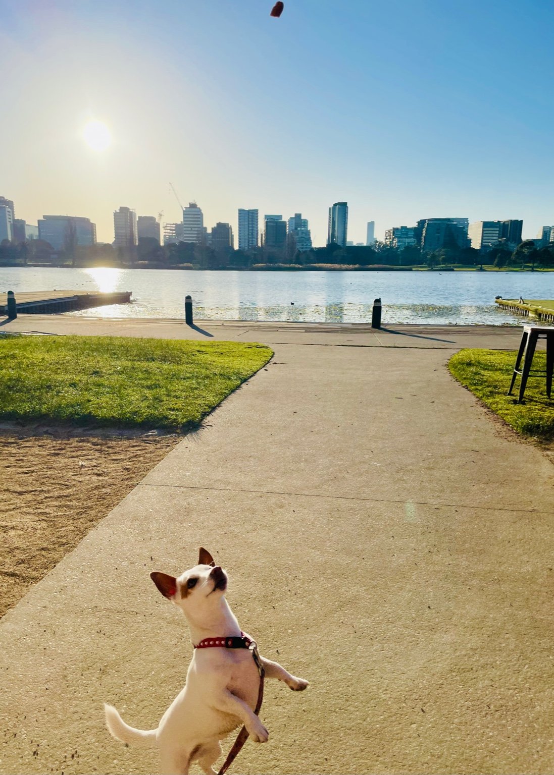 Golden light sunset stroll near Albert Park Lake with one-dog-only walking