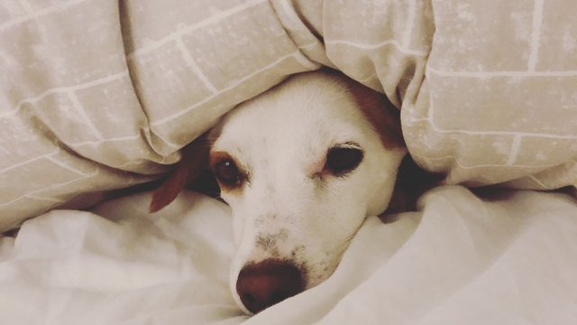 Cozy nap during boutique weekend boarding