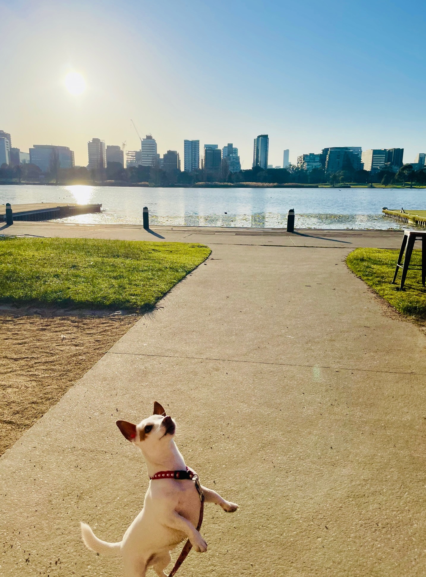Solo dog walk near Albert Park Lake in South Melbourne